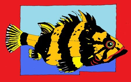 China Rockfish   SOLD (additional prints available on request)