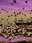 DUCOTE, Snow Geese on Garry Point, digital print, limited edition (10) available