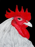 Rooster  SOLD