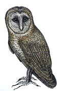TAYLOR; ; Barred Owl; ink drawing on paper mounted on wooden cradle, finished with resin; 4" x 3" SOLD