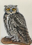 TAYLOR, Bubo, the Great Horned Owl, ink and watercolour SOLD
