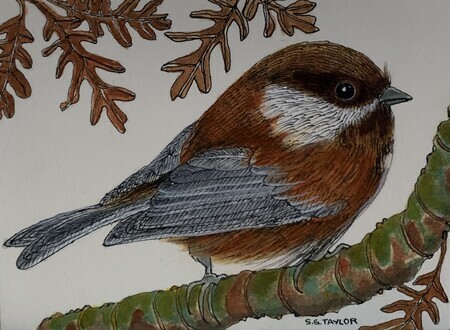TAYLOR, Chesnut-backed Chickadee, ink and watercolour, available
