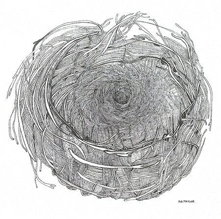 TAYLOR; ; Nest #1; ink drawing on paper mounted on wooden cradle, finished with resin; 6x6"; SOLD at Pender Islands Refugee Support Group benefit