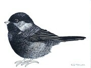 TAYLOR; Chickadee I; ink drawing on paper mounted on wooden cradle, finished with resin; 3x4"; SOLD