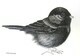 TAYLOR; Chickadee; ink drawing on paper mounted on wooden cradle, finished with resin; 3x4"; SOLD
