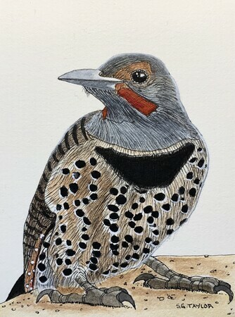 TAYLOR, Flicker, ink and watercolour SOLD