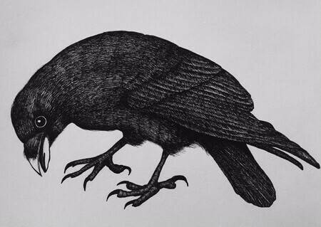 TAYLOR; ; Focused Raven; ink drawing on paper mounted on wooden cradle, finished with resin; 6"x 8" SOLD