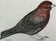 TAYLOR; ; House Finch; ink drawing on paper mounted on wooden cradle, finished with resin; 3" x 4" SOLD