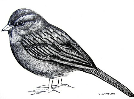 TAYLOR; ; Sparrow; ink drawing on paper mounted on wooden cradle, finished with resin; 3x4"; SOLD