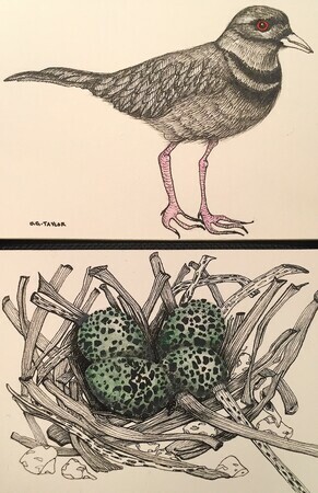 TAYLOR; Killdeer and Her Nest; ink and w/c on paper mounted on wood cradle SOLD