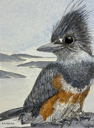 TAYLOR, Kingfisher in the Salish Sea, ink and watercolour SOLD