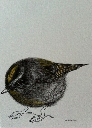 TAYLOR; Kinglet; ink drawing on paper with watercolour, mounted on wooden cradle, finished with resin; 4"x3"SOLD