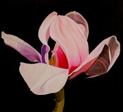 TAYLOR, Magnolia, watercolour and gouache on paper SOLD