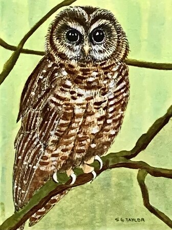 TAYLOR, Northern Spotted Owl, ink and watercolour, SOLD from bloodstargallery.com