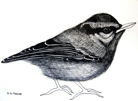 TAYLOR; Nuthatch; ink drawing on paper mounted on wooden cradle, finished with resin; 3x4"; SOLD