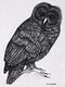 TAYLOR, S.G.; A Wise Old Owl; ink drawing on paper, mounted on cradle, finished with resin, 4" x 3" SOLD