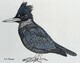 TAYLOR, S.G.; Kingfisher; ink drawing on paper, mounted on cradle, finished with resin, 4" x 3" SOLD