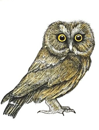 TAYLOR, Saw-whet Owl, ink and watercolour SOLD