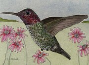 TAYLOR, Seeking Nectar: Anna's Hummingbird, ink and watercolour on paper SOLD