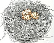 TAYLOR; Small Nest #1; Rebirth; ink drawing on paper with w/c, mounted on wooden cradle, finished with resin; 3"x4" SOLD, received Honorable Mention at FCA Show June 2015