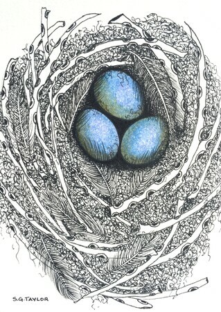 TAYLOR; Small Nest for an Oologist, ink and watercolour on paper SOLD at FCA Small, Smaller...show August 2016