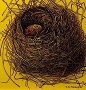 TAYLOR; Small Nest in Golden Light, prints available