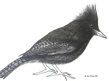 TAYLOR; ; Steller's Jay; ink drawing on paper mounted on wooden cradle, finished with resin; 3x4";SOLD