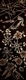 TAYLOR; The Importance of Plankton with Copepods, available Federation of Canadian Artists Water Exhibit online, October 2024