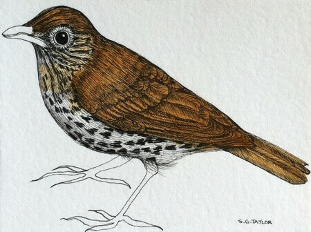 TAYLOR; Thrush; ink drawing on paper with watercolour, mounted on wooden cradle, finished with resin; 3"x4" SOLD