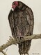 TAYLOR; Turkey Vulture, ink and watercolour on paper SOLD