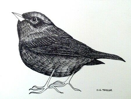 TAYLOR; Warbler; ink drawing on paper mounted on wooden cradle, finished with resin; 3" x 4" COMMISSION